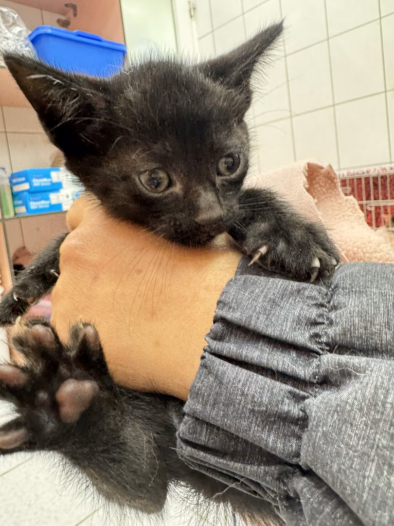 Black young male mixed-breed cat, Small, shelter no. …1006