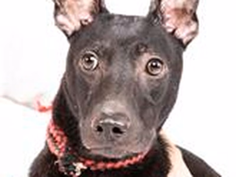 Black adult female mixed-breed dog, Medium, shelter no. …1709