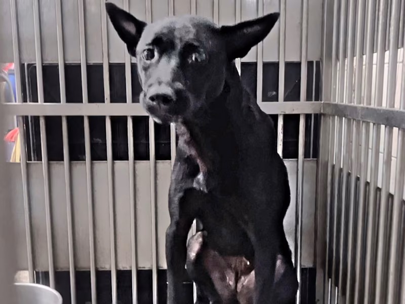 Black adult female mixed-breed dog, Medium, shelter no. …6004