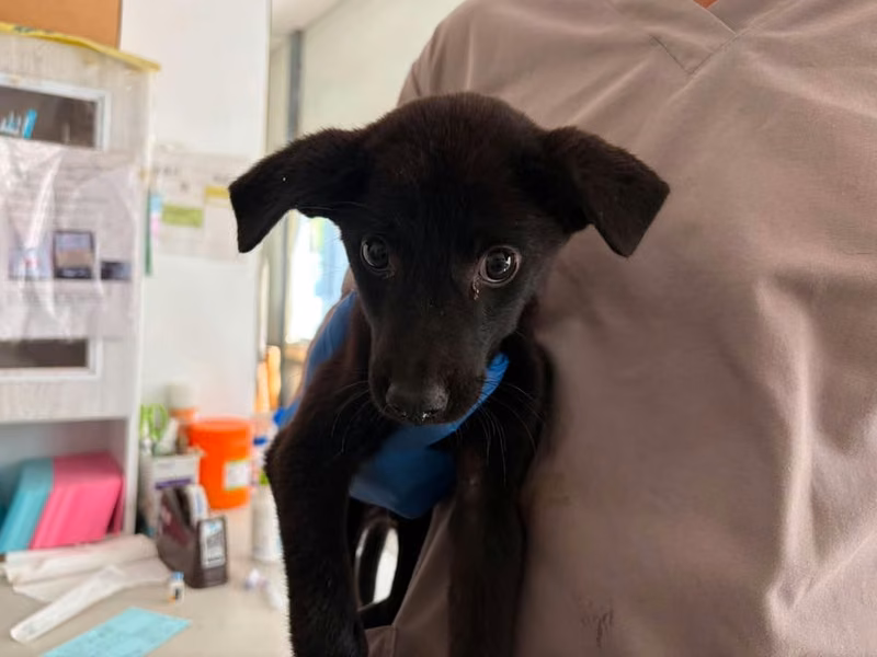 Black young male mixed-breed dog, Small, shelter no. …0903