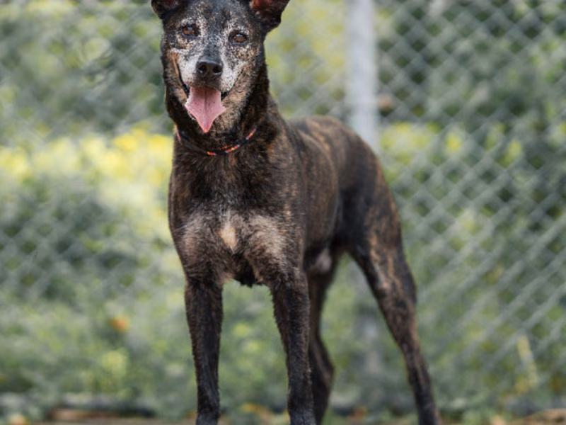 Tabby adult male mixed-breed dog, Medium, shelter no. …2601