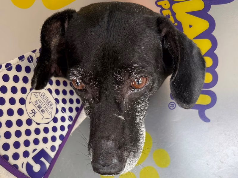 Black adult male mixed-breed dog, Medium, shelter no. …0002