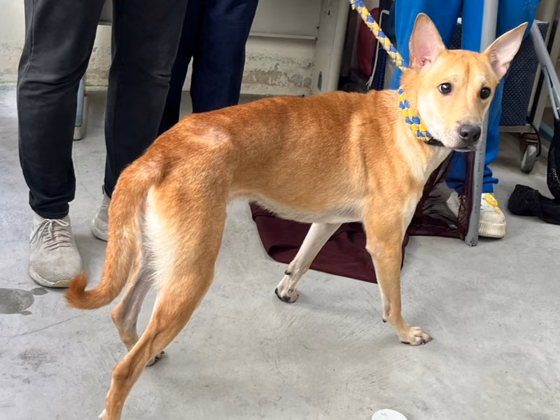 Tan-and-white adult male mixed-breed dog, Medium, shelter no. …0505