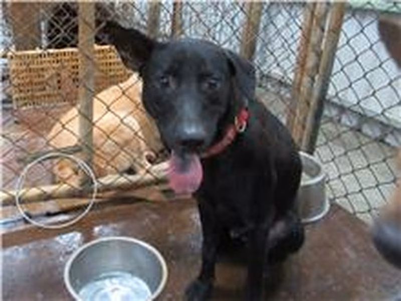 Black adult male mixed-breed dog, Medium, shelter no. …4002