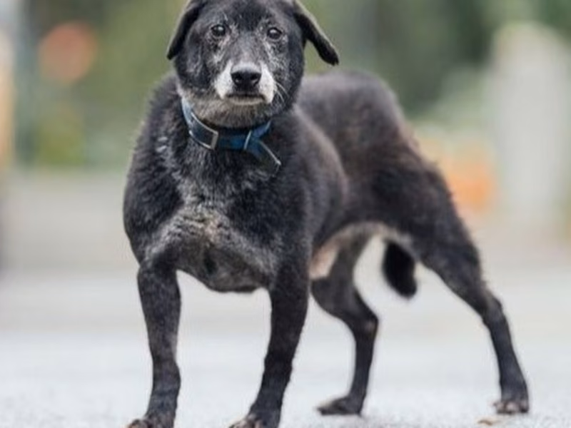 Black adult male mixed-breed dog, Medium, shelter no. …0204