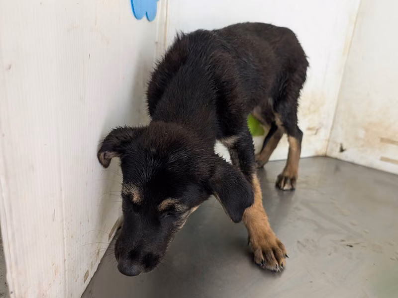 Black young male mixed-breed dog, Medium, shelter no. …2721