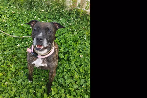 Hienna, Mayor · Hembra · american staffordshire terrier