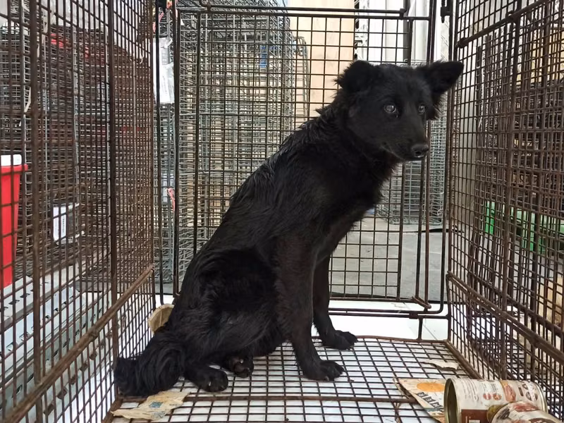 Black young female mixed-breed dog, Medium, shelter no. …0D01
