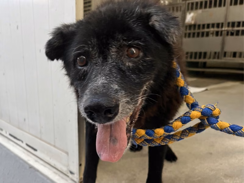 Black adult male mixed-breed dog, Medium, shelter no. …1101