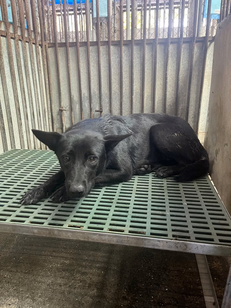 Black adult female mixed-breed dog, Medium, shelter no. …7020