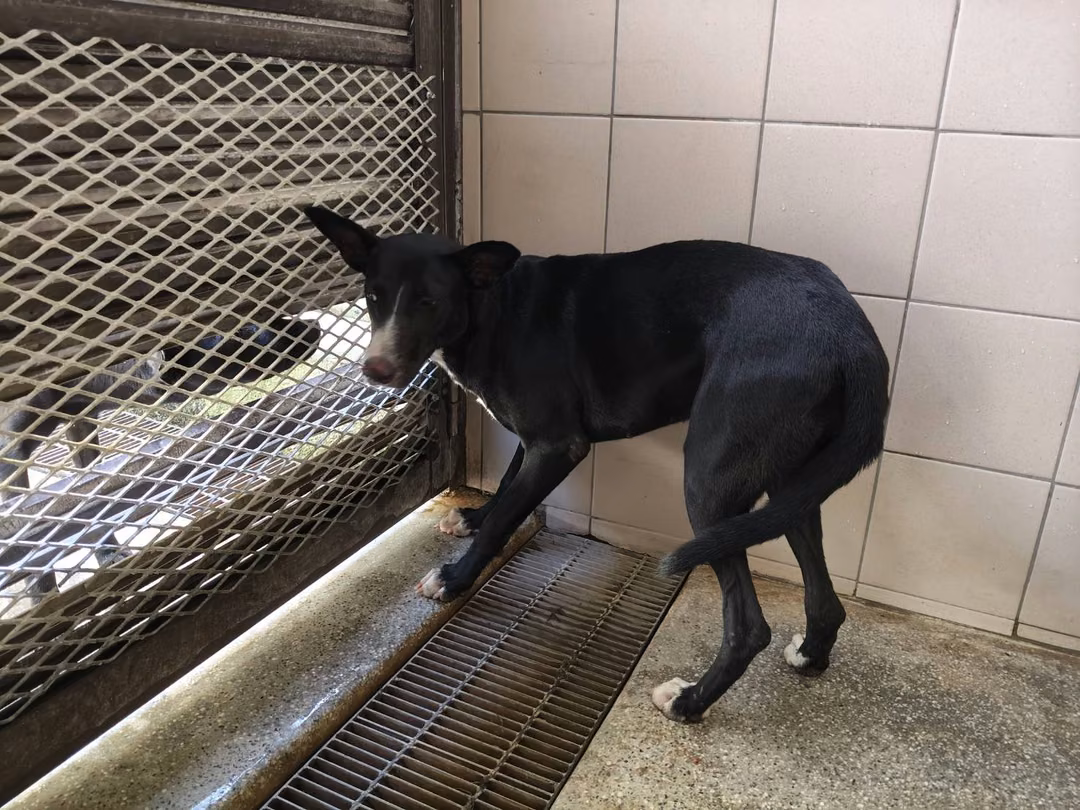 Black adult female mixed-breed dog, Large, shelter no. …1001
