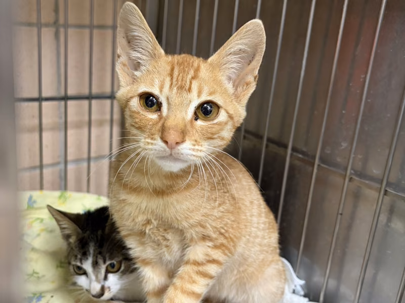 Orange tabby young male mixed-breed cat, Small, shelter no. …3002