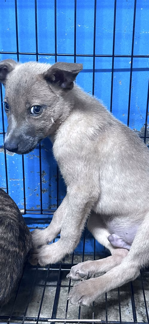 Cream young male mixed-breed dog, Small, shelter no. …4003
