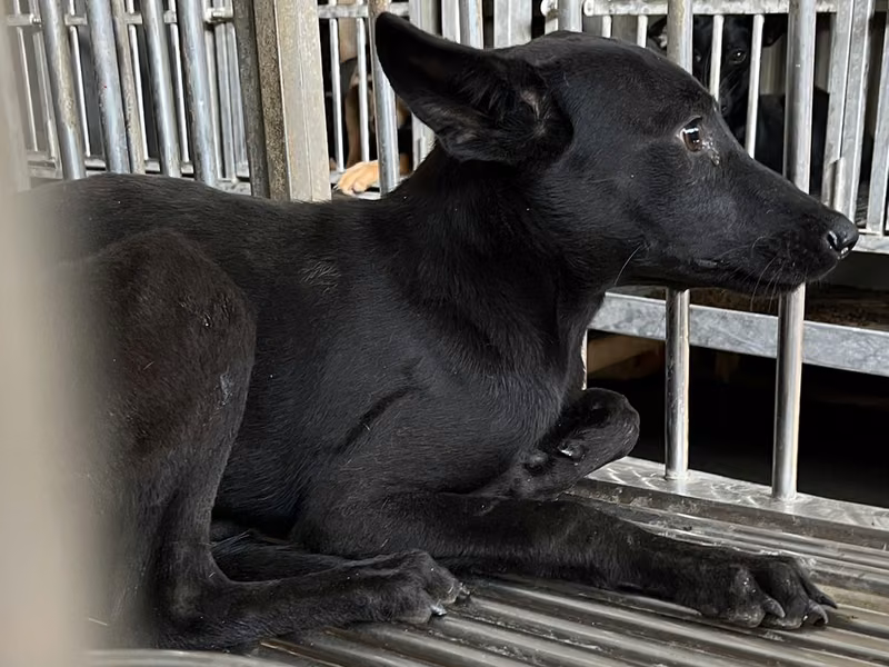 Black young female mixed-breed dog, Small, shelter no. …3003