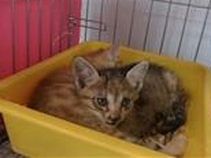 Tabby young female mixed-breed cat, Small, shelter no. …0103
