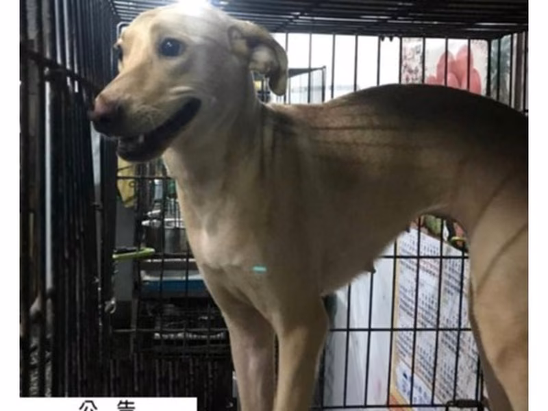 Tan adult female mixed-breed dog, Large, shelter no. …056D