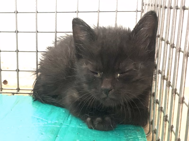 Black young female mixed-breed cat, Small, shelter no. …2115