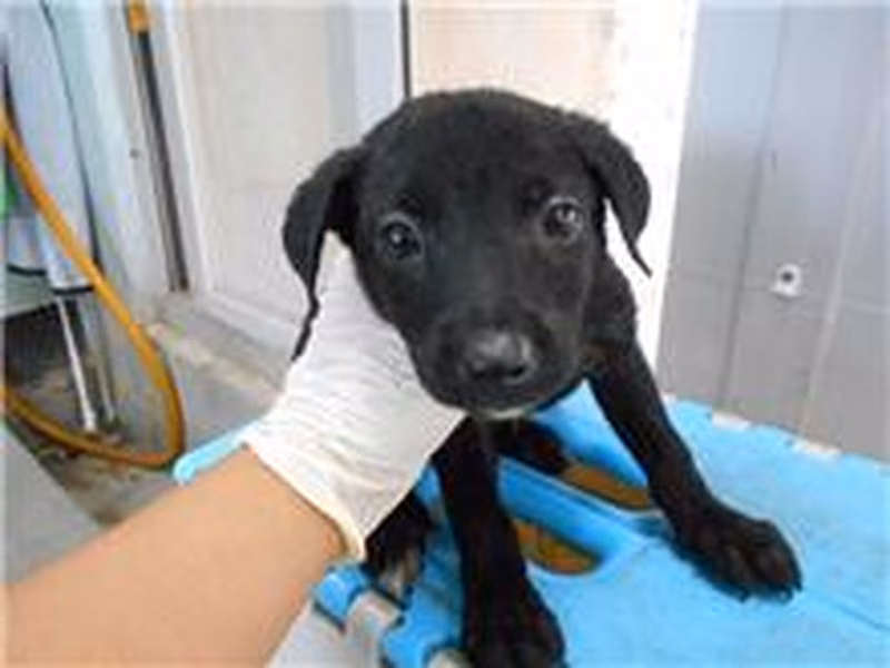 Black adult female mixed-breed dog, Small, shelter no. …7015