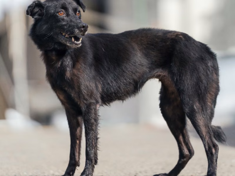 Black adult female mixed-breed dog, Medium, shelter no. …2201