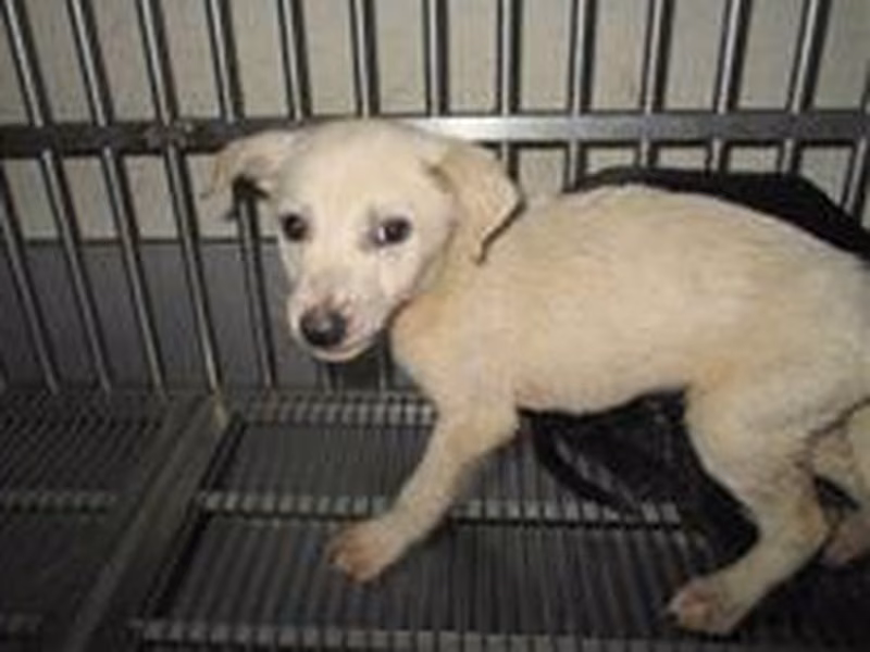White young male mixed-breed dog, Small, shelter no. …8012