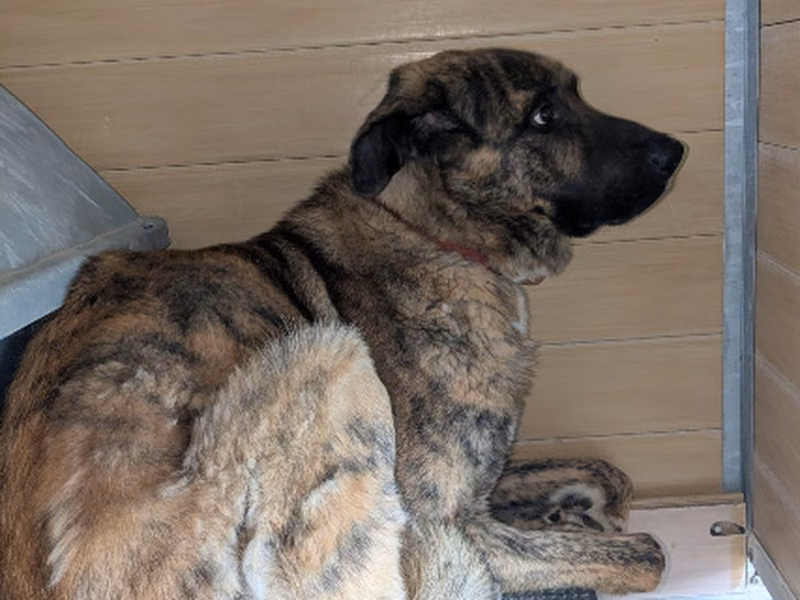 Brin / Gordo, Adult · Male · Large · Mixed breed