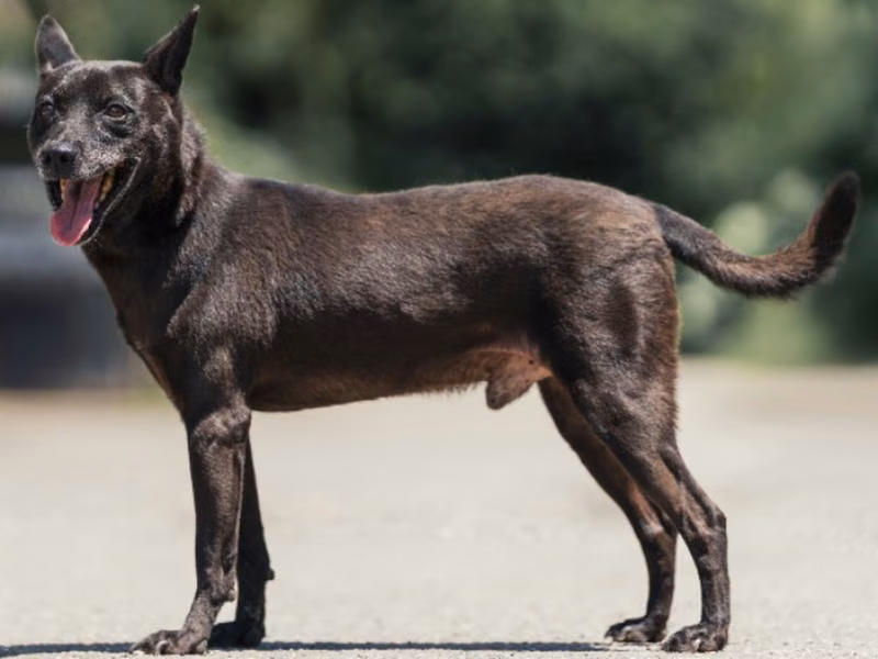 Black adult male mixed-breed dog, Medium, shelter no. …6001