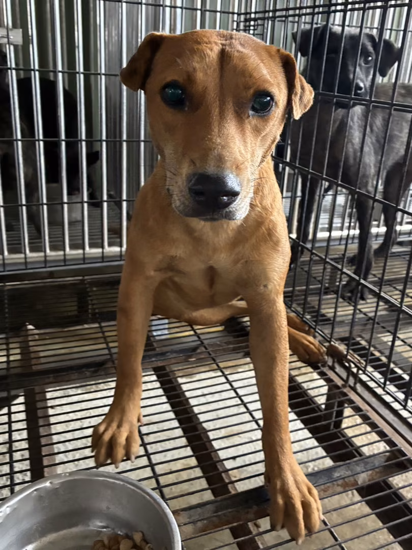 Tan adult female mixed-breed dog, Medium, shelter no. …0002