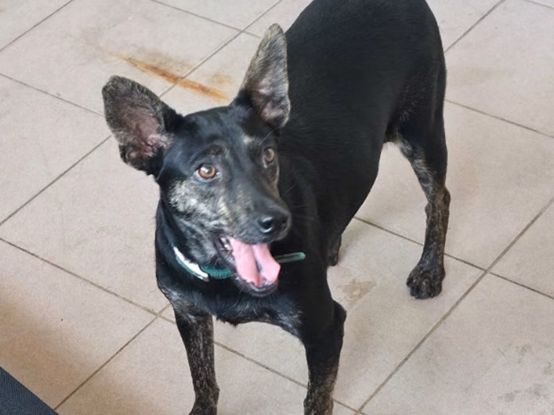 Black adult female mixed-breed dog, Medium, shelter no. …6-22