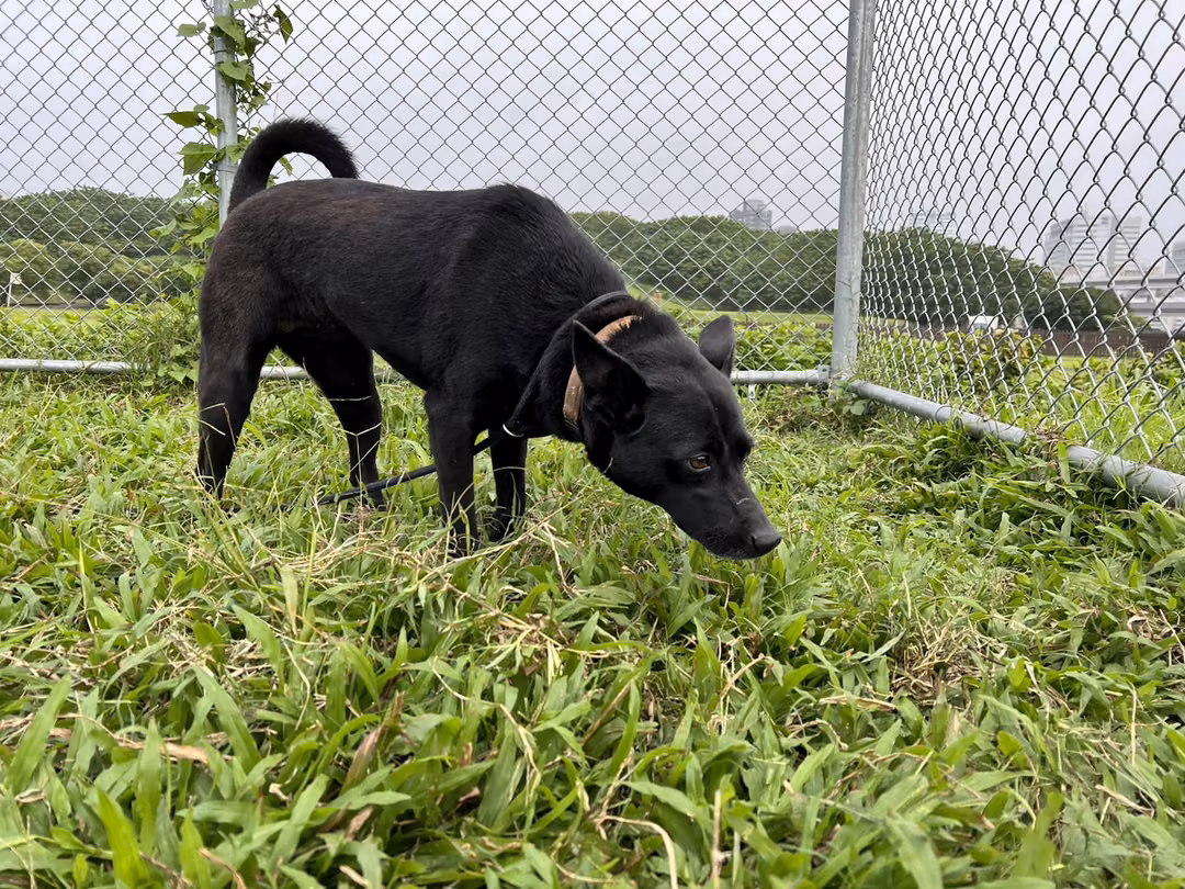 Black adult female mixed-breed dog, Medium, shelter no. …2303