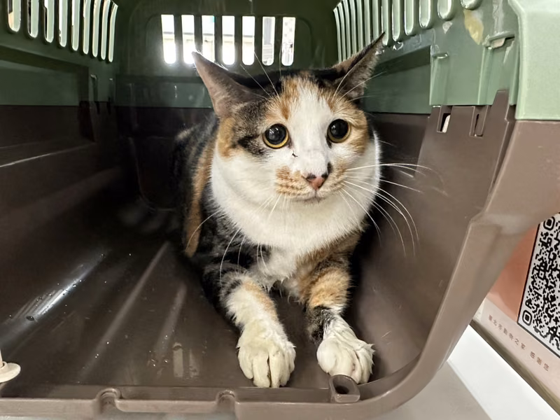 Calico adult female mixed-breed cat, Medium, shelter no. …2709
