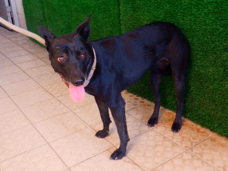 Black adult female mixed-breed dog, Medium, shelter no. …9159