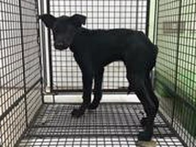 黑色青年母混种犬，小型, 收容编号 …4D01
