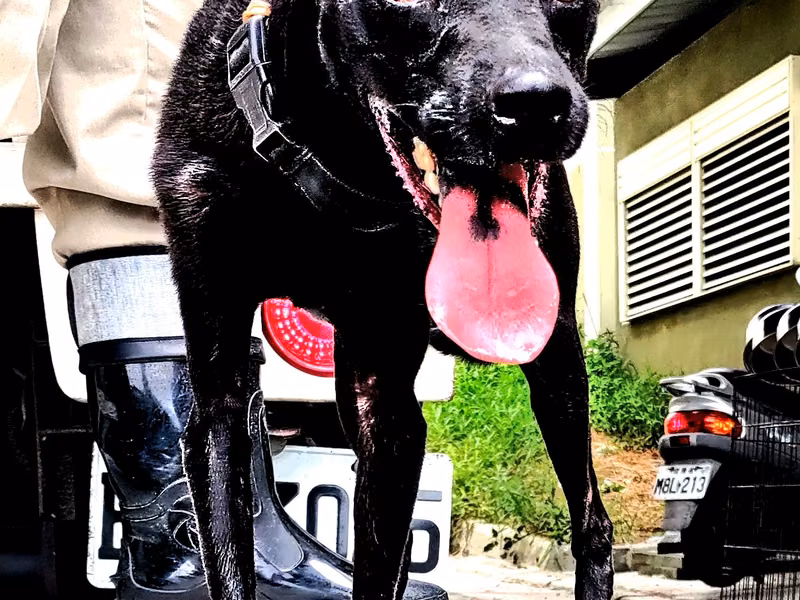 Black adult female mixed-breed dog, Medium, shelter no. …9001
