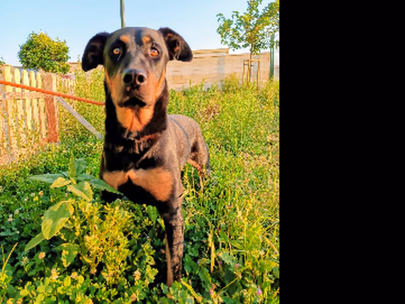 Kleya, Adult · Female · Mixed breed