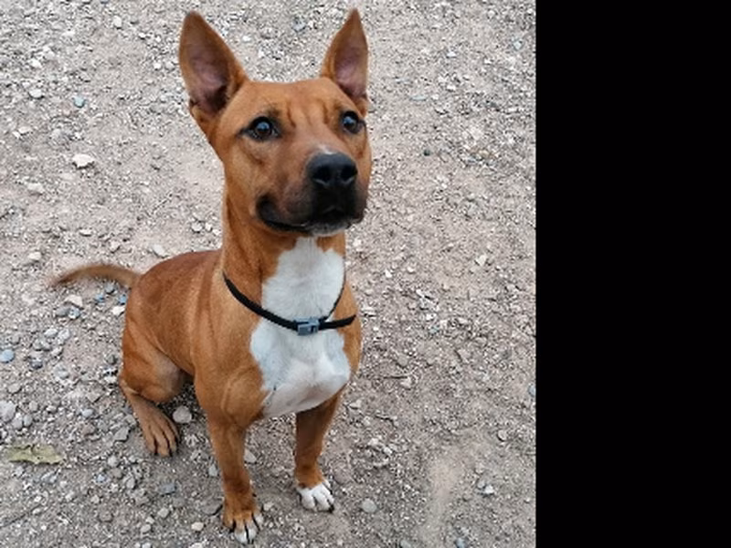 Chulo, Senior · Male · Large · American Staffordshire Terrier