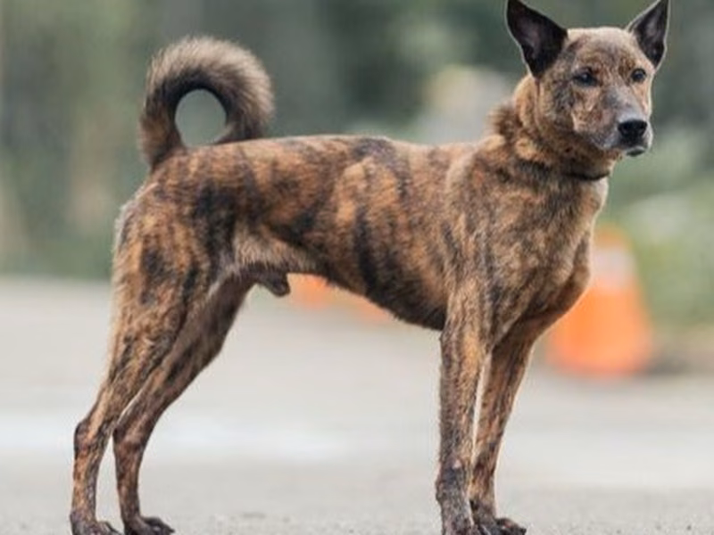 Tabby adult male mixed-breed dog, Medium, shelter no. …8001