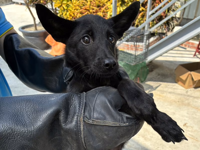 Black young female mixed-breed dog, Small, shelter no. …7021