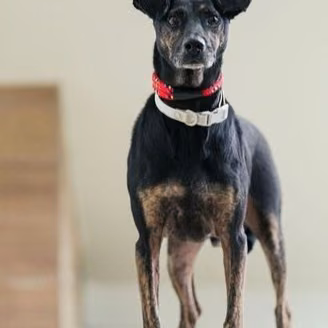 Tabby male mixed-breed dog, Medium, shelter no. …6001