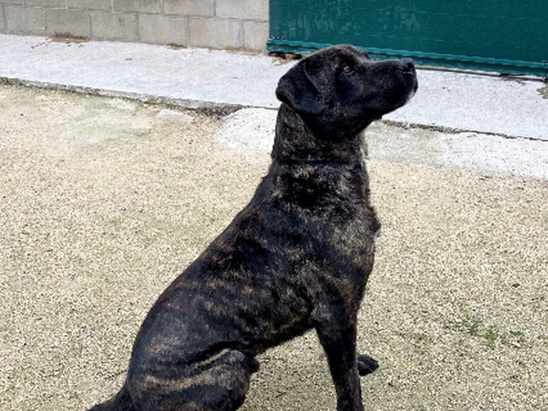 Mantecon, Senior · Male · Large · Mixed breed