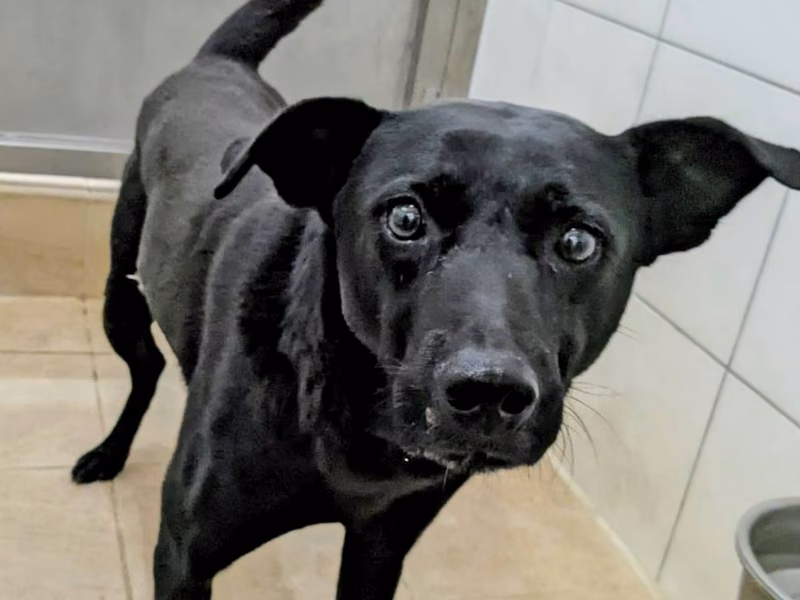 Black adult male mixed-breed dog, Medium, shelter no. …8001