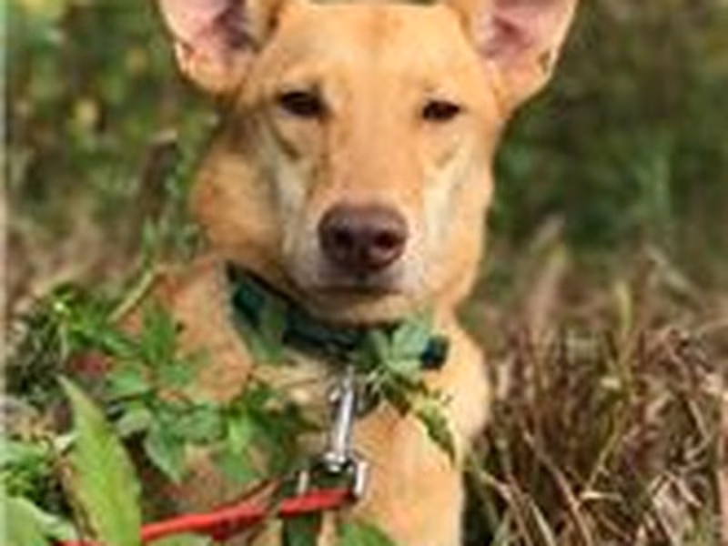 Tan adult female mixed-breed dog, Medium, shelter no. …1599