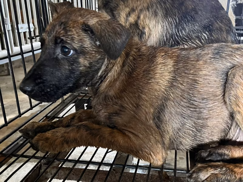 Tabby young male mixed-breed dog, Small, shelter no. …8012