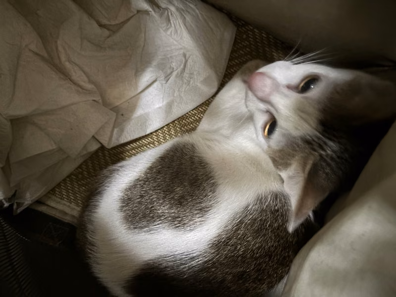 Tabby-and-white young male mixed-breed cat, Medium, shelter no. …9009