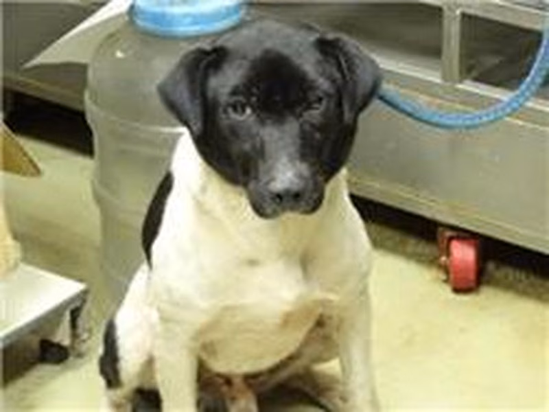 Black-and-white adult male mixed-breed dog, Medium, shelter no. …2201