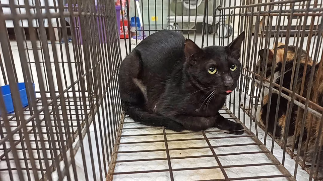 Black adult female mixed-breed cat, Small, shelter no. …1C02