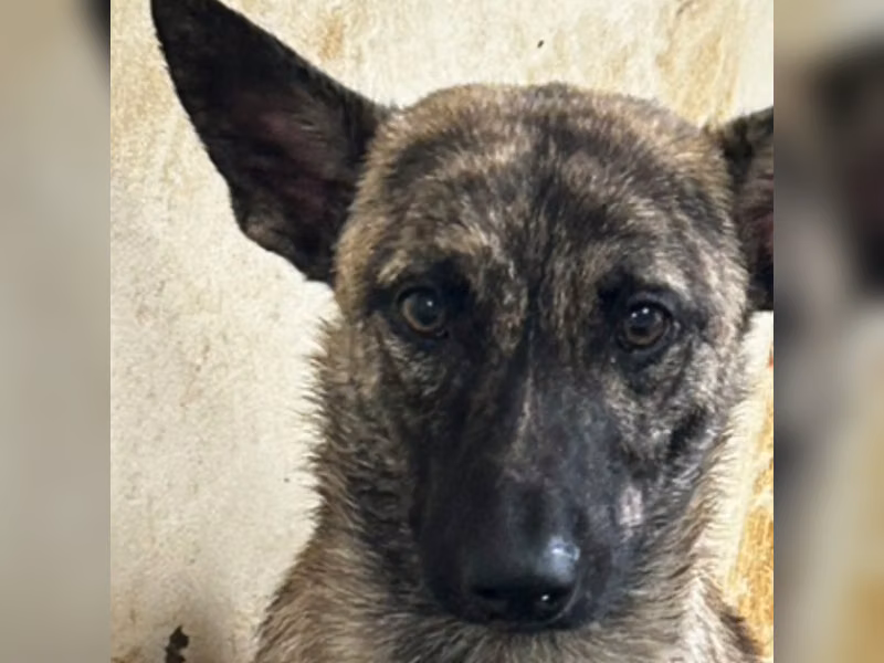 Tabby adult male mixed-breed dog, Large, shelter no. …4018