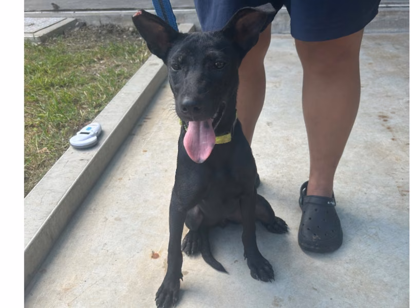 Black adult female mixed-breed dog, Medium, shelter no. …6042