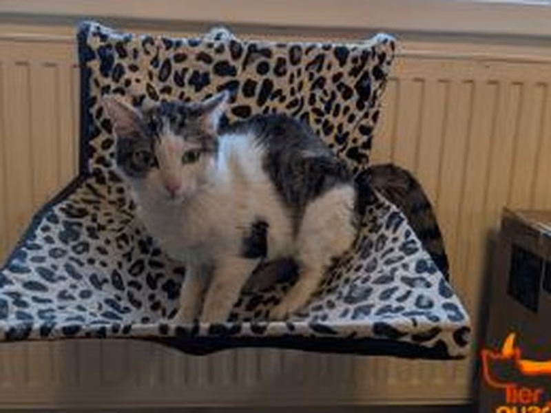 Brown tabby male European Shorthair, shelter no. …4477