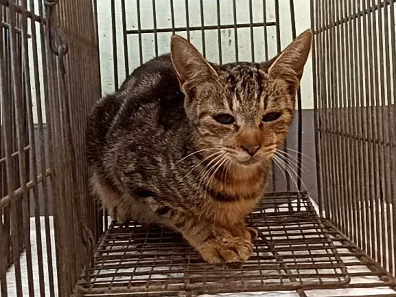 Young female mixed-breed cat, Small, shelter no. …0C05