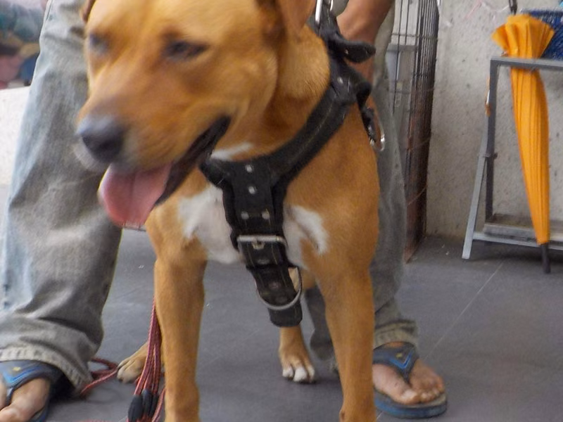 Tan adult female mixed-breed dog, Medium, shelter no. …7576